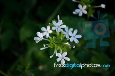 White Grass Flower And White Flower In The Garden Stock Photo