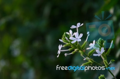 White Grass Flower And White Flower In The Garden Stock Photo