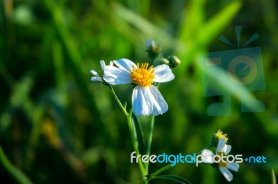 White Grass Flower And White Flower In The Garden Stock Photo