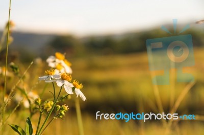 White Grass Flower And White Flower In The Garden Stock Photo