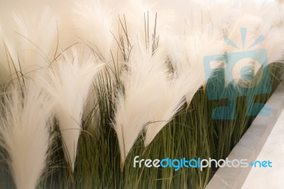 White Grass Flower Decorated On Wall Stock Photo