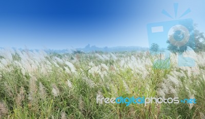 White Grass Flower Field With Blue Sky Background Stock Photo