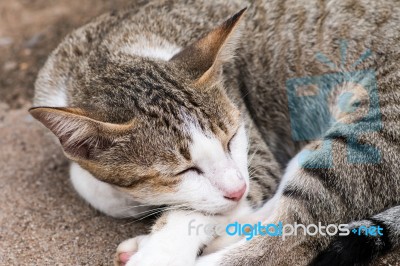 White Gray Cat Laying On Ground Stock Photo