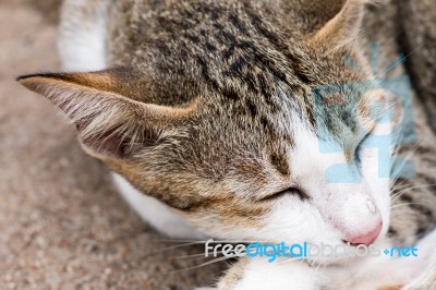 White Gray Cat Laying On Ground Stock Photo