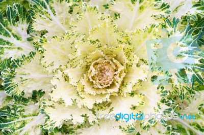 White Green Ornamental Cabbage Close Up Stock Photo