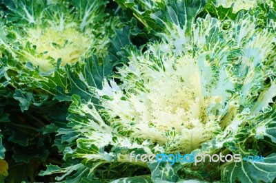 White Green Ornamental Cabbage Close Up Stock Photo