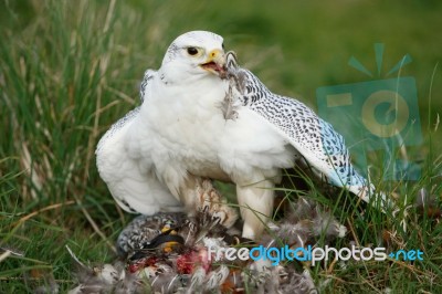 White Gyrfalcon Killing His Prey Stock Photo