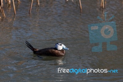 White-headed Duck (oxyura Leucocephala) Stock Photo