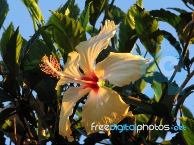 White Hibiscus Stock Photo