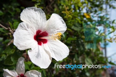 White Hibiscus Stock Photo