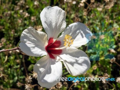 White Hibiscus In Marbella Stock Photo