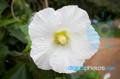 White Hibiscus Or Shoe Flower (chaba) Stock Photo