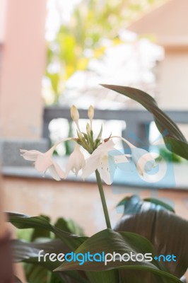 White Hippeastrum Flower With Green Leaves Stock Photo