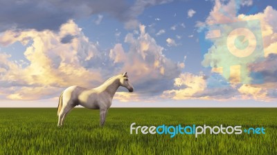 White Horse Stock Photo