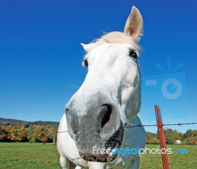 White Horse Stock Photo