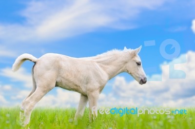 White Horse Foal In Grass On Sky Background Stock Photo