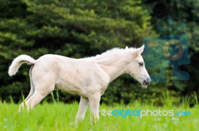 White Horse Foal In Green Grass Stock Photo