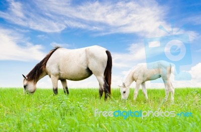 White Horse Mare And Foal On Sky Background Stock Photo