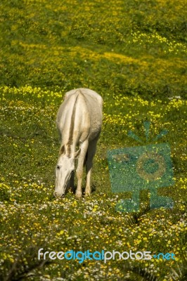 White Horse On A Landscape Field Of Yellow Flowers Stock Photo