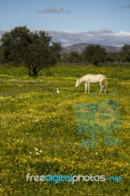 White Horse On A Landscape Field Of Yellow Flowers Stock Photo