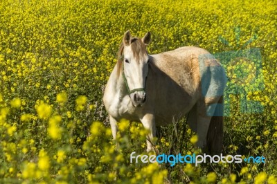 White Horse On A Landscape Field Of Yellow Flowers Stock Photo