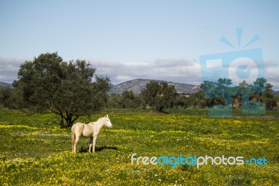 White Horse On A Landscape Field Of Yellow Flowers Stock Photo