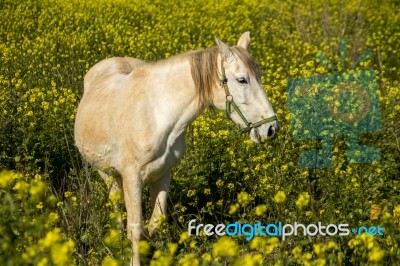 White Horse On A Landscape Field Of Yellow Flowers Stock Photo