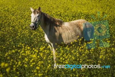 White Horse On A Landscape Field Of Yellow Flowers Stock Photo