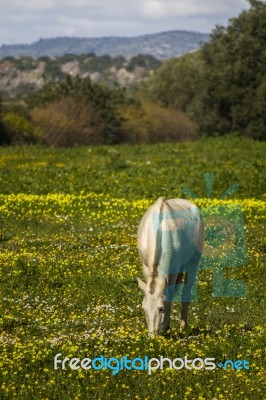 White Horse On A Landscape Field Of Yellow Flowers Stock Photo