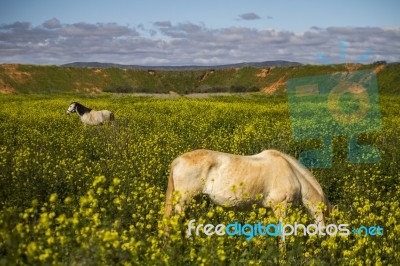 White Horse On A Landscape Field Of Yellow Flowers Stock Photo