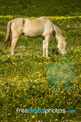 White Horse On A Landscape Field Of Yellow Flowers Stock Photo