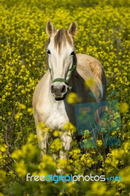 White Horse On A Landscape Field Of Yellow Flowers Stock Photo