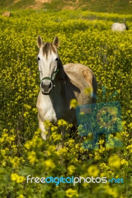 White Horse On A Landscape Field Of Yellow Flowers Stock Photo