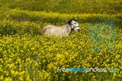 White Horse On A Landscape Field Of Yellow Flowers Stock Photo