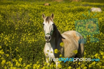 White Horse On A Landscape Field Of Yellow Flowers Stock Photo