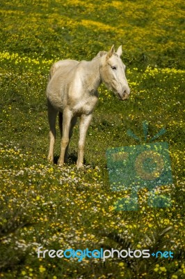 White Horse On A Landscape Field Of Yellow Flowers Stock Photo