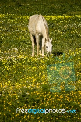 White Horse On A Landscape Field Of Yellow Flowers Stock Photo