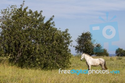 White Horse On A Rural Countryside Field Stock Photo