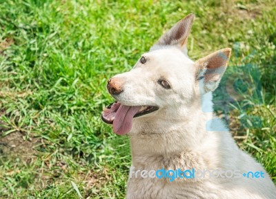 White Husky Sitting On The Grass Stock Photo