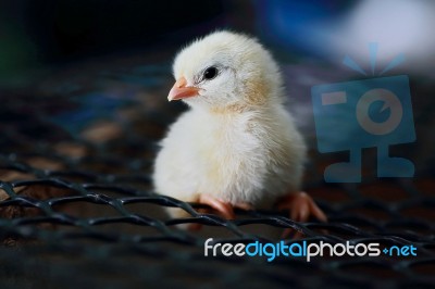 White Leghorn Chick Stock Photo