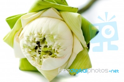 White Lotus Stock Photo