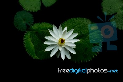 White Lotus Stock Photo