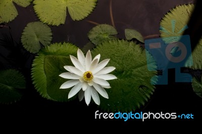 White Lotus Stock Photo