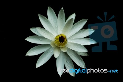 White Lotus Stock Photo