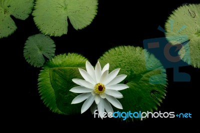 White Lotus Stock Photo