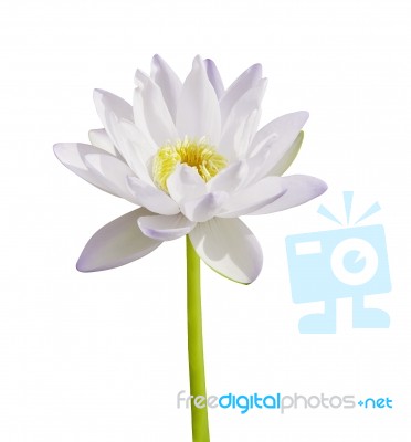 White Lotus Stock Photo