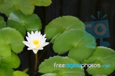 White Lotus And Leaf In Shady Pond Stock Photo