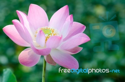 
White Lotus Bloom In The Pond, Beautiful Mountain Views Stock Photo