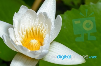 White Lotus Flower Stock Photo