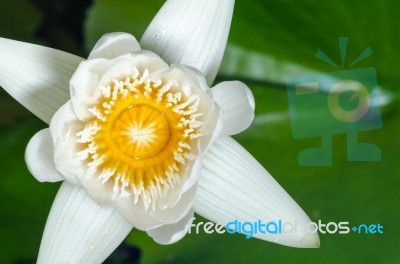 White Lotus Flower Stock Photo